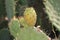 Cactus shrub bears fruit in the desert