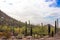 Cactus on side of hill in Arizona Desert