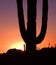 Cactus silhouette