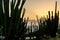 Cactus silhouette against tropical sunset