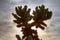 Cactus Silhouette in Desert Landscape Sunset