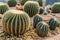 Cactus in simulated environment desert garden.