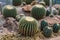 Cactus in simulated environment desert garden.