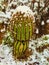 Cactus in the snow