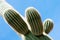 Cactus, Sonoran Desert, Arizona