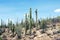 Cactus, Sonoran Desert, Arizona