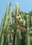 Cactus species found in Central Mexico