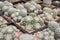 Cactus species Mammillaria humboldtii that are grown in pots in the nursery