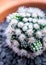 Cactus species Mammillaria vetula gracilis , Arizona Snowcap