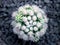 Cactus species Mammillaria vetula gracilis , Arizona Snowcap