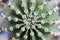 Cactus spiky