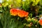 Cactus Spineless Prickly Pear in full bloom - Opuntia laevia