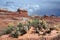 Cactus Staghorn Cholla Cylindropuntia versicolor with yellow