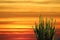 The cactus stand on the sand and the rainbow sky at sunset