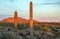 Cactus stand at sunset in desert preserve of North Scottsdale, A