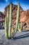 Cactus Stenocereus Thurberi