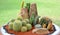 Cactus and stone in tray garden