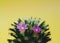Cactus, succulent, beautiful blooming flowers close up, yellow background