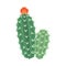 Cactus and succulent colorful cartoon vector illustration