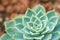 Cactus and Succulent Echeveria Crassulaceae Echeveria sp..A succulent flower shaped like a rose. The leaves are compressed into