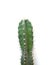 Cactus, succulent, fresh green, spikes on a white background