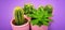 Cactus succulent front view in purple ceramic pot Fashion Design. Cacti Minimal summer still life concept. Trendy Bright Color.