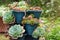Cactus and succulent group in pot outdoor in the garden. Cute desert tropical plant. Various cactus. Lot of cacti plants