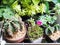 Cactus and succulent houseplant in pot top view selected focus