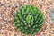 Cactus-succulent that looks similar to a cabbage - view from top in a bed of gravels with some gravels caught in its leaves