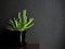 Cactus and succulent plants with gravels in black ceramic pot on dark background