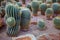 Cactus ,succulent on sand of desert