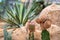 Cactus and succulent on sand soil, desert flora photo. Cactus reproduction with saplings. Flower shop banner template