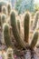 Cactus succulent on small shingle stone floor