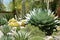 Cactus and Succulents at Descanso Gardens