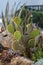 Cactus and succulents in the flowerbed