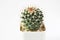 Cactus or Succulents growing in a pot on white background