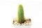 Cactus or Succulents growing in a pot on white background