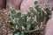 Cactus Succulents Nestled Against Rocks