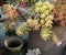 cactus succulents in planter