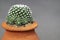 Cactus, succulents plants with round shapes, and the thorns fluffy white shag in a flowerpot. Echinopsis subdenudata
