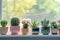 Cactus and succulents in pots on the windowsill. Generative AI