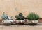 Cactus and succulents in terracotta jars