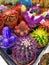 Cactus, suculent, Succulent, colorful cactus, a lot of cactuses