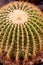 Cactus, sugar palm leaf