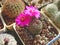 Cactus Sulcorebutia rauschii with carmine flowers