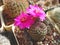 Cactus Sulcorebutia rauschii with carmine flowers