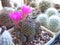 Cactus Sulcorebutia rauschii with carmine flowers