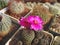 Cactus Sulcorebutia rauschii with carmine flowers