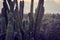 Cactus at sunset light in Aruba. Arid landscape