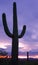 Cactus at sunset, Saguaro National Park